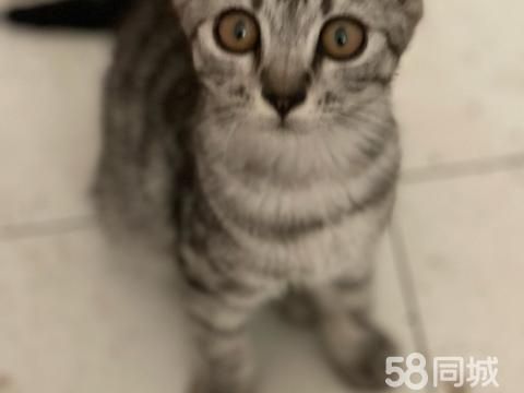 昆明达生经贸·寻求爱心人士无偿领养小猫咪