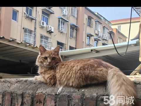 商丘宠物赠送/领养·7个月猫咪求领养