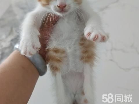 商丘宠物赠送/领养·猫咪找领养，无偿领养，小猫咪体内外驱虫已做，会吃猫粮会用猫砂，小猫咪有