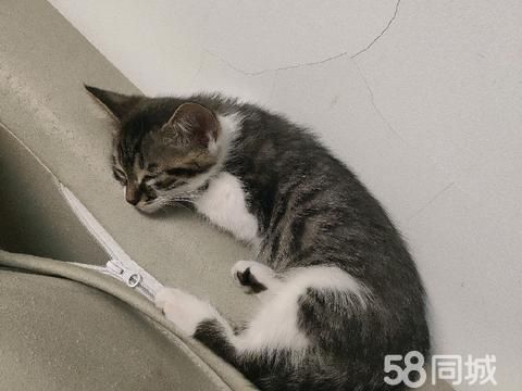 商丘宠物赠送/领养·商丘睢阳区小猫找领养
