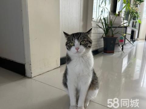 商丘宠物赠送/领养·免费赠送狸花猫一只，求好心人领养