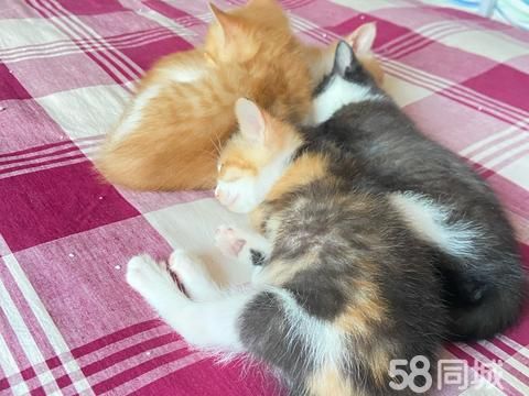 商丘宠物赠送/领养·猫咪无偿领养