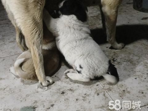 商丘宠物赠送/领养·中华田园犬，黄狗白面，自家散养的。
