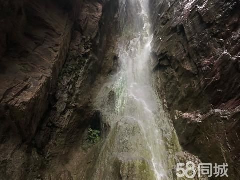商丘宠物赠送/领养·本人想领养一个小狗