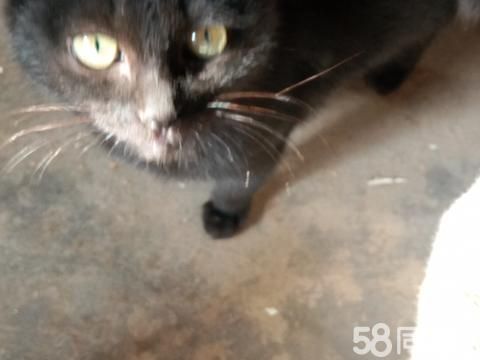 商丘宠物赠送/领养·家养的猫4个月大，可爱听活