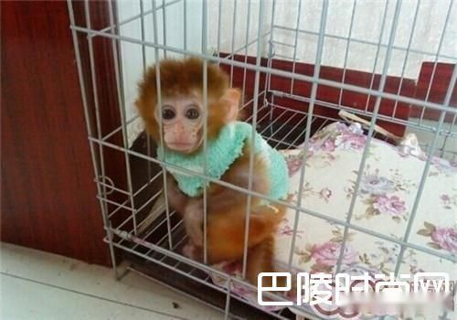 日本袖珍石猴价格及智商 日本袖珍石猴好养吗多少钱一只 第2张