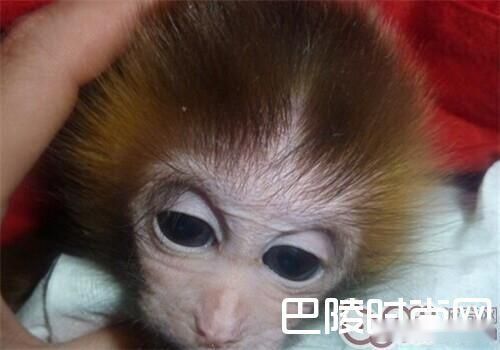 日本袖珍石猴价格及智商 日本袖珍石猴好养吗多少钱一只 第3张