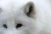 饲养狐狸都需要准备些什么
