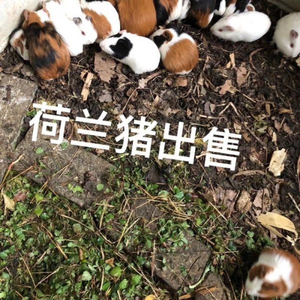 荷兰猪