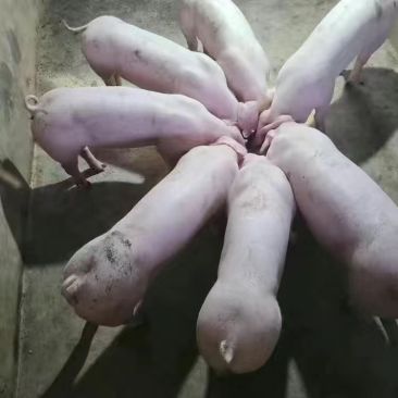 原种一代母猪长白母猪纯种大白二元母猪太湖育肥猪苏太母猪