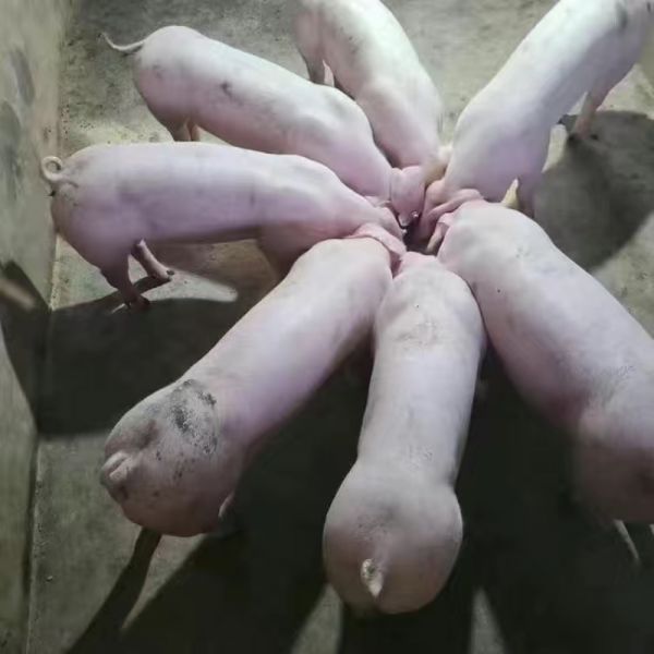原种一代母猪长白母猪纯种大白二元母猪太湖育肥猪苏太母猪