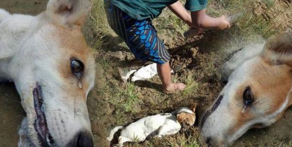 宠物死亡意味着什么 情感 第1张