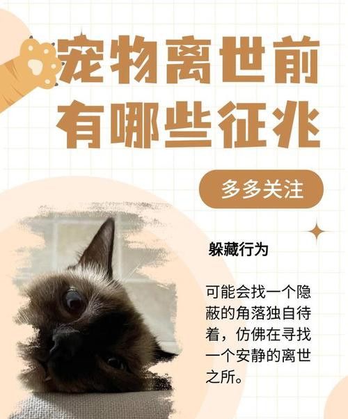 宠物去世是什么预兆 情感 第1张