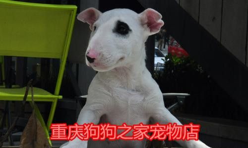 宠物店里有好多狗崽 动物 第1张