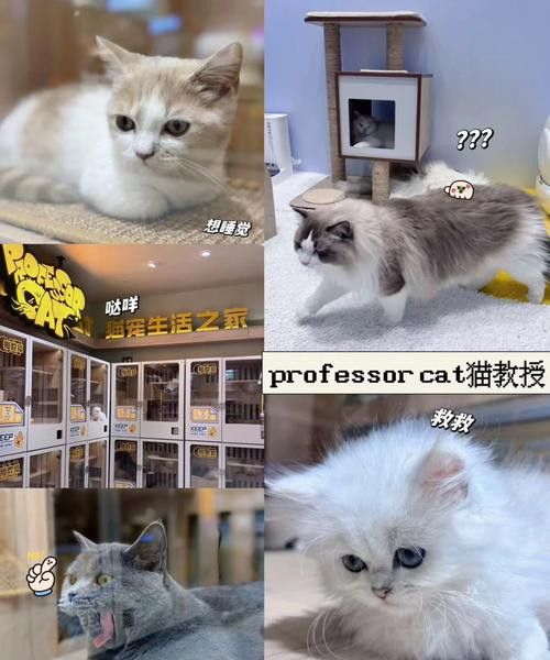 宠物店里有好多猫 动物 第1张