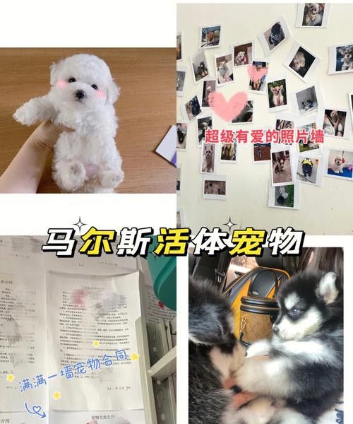 宠物店好多小猫小狗 动物 第1张