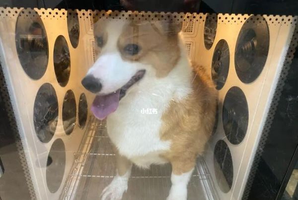去宠物店打工 生活 第1张