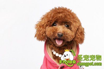 贵宾犬