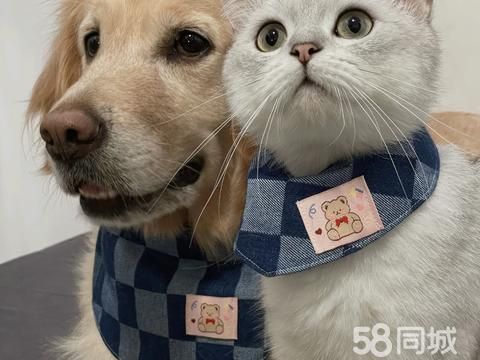 Sunshinen9770·日照市区 上门遛狗、喂猫 遛狗上门代喂猫狗 代遛狗
