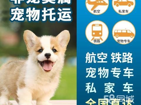 陕西非宠莫属宠物服务有限公司·日照本地宠物托运十年老店，上门接送猫咪狗狗专车空运飞机顺风车，送保险