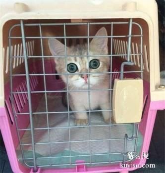 日照宠物托运 航空火车汽车宠物猫狗托运