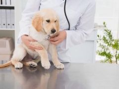孝感宠物猫医院让您放心-孝感宠物医院宠物猫让您放心