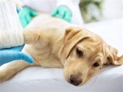 孝感宠物猫医院让您放心-孝感宠物医院宠物猫让您放心