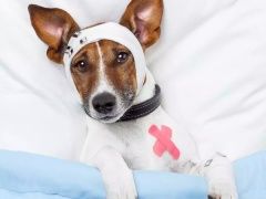 孝感宠物猫医院让您放心-孝感宠物医院宠物猫让您放心