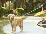 孝感宠物猫配种 孝感宠物服务 为猫咪提供较温馨的配种环境