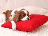 孝感宠物服务周到宠物寄养尽善尽美