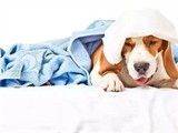 孝感宠物服务周到宠物寄养细节满分