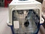 孝感宠物猫托运公司 专业贴心宠物服务服务
