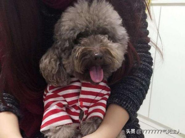 一岁的金毛犬能不能领养？