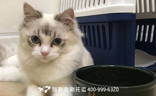 北京宠物托运公司