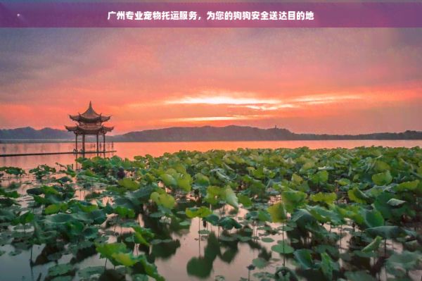 广州专业宠物托运服务，为您的狗狗安全送达目的地