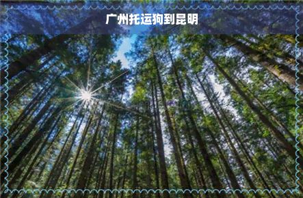 广州托运狗到昆明