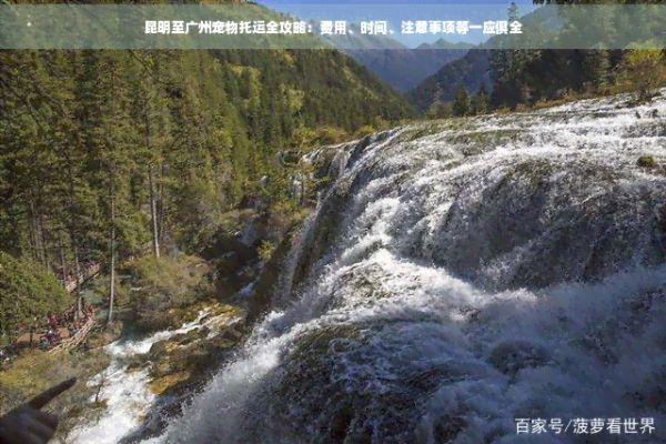 昆明至广州宠物托运全攻略：费用、时间、注意事项等一应俱全