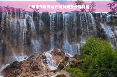 广州至昆明宠物托运时间及步骤详解