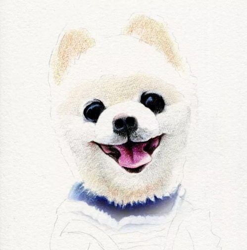 狗狗衣服制作过程图解一步一步
