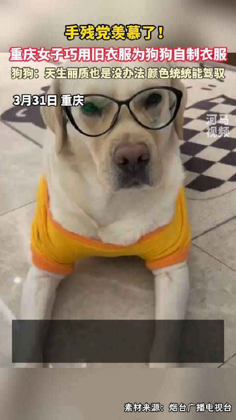 手残党泪目!重庆女子巧用旧衣服为狗狗自制衣服