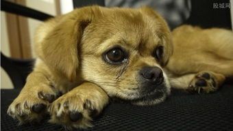 九江宠物托运：如何安全快捷地运送宠物？宠物托运前必备的注意事项