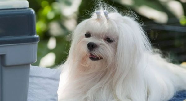 五种长寿的品种狗：小型犬更容易活得久，智商低的它排第一名 