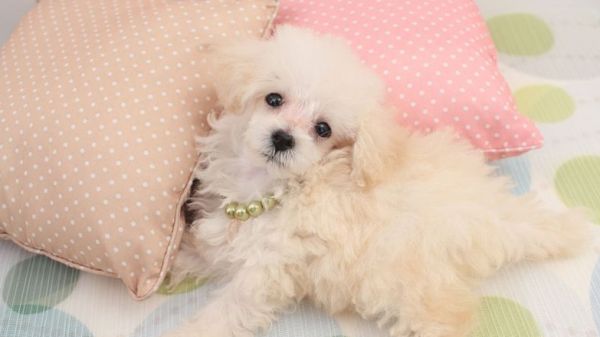五种长寿的品种狗：小型犬更容易活得久，智商低的它排第一名 