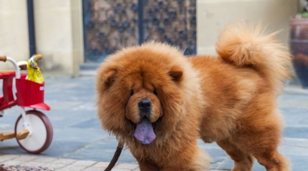 五种长寿的品种狗：小型犬更容易活得久，智商低的它排第一名 