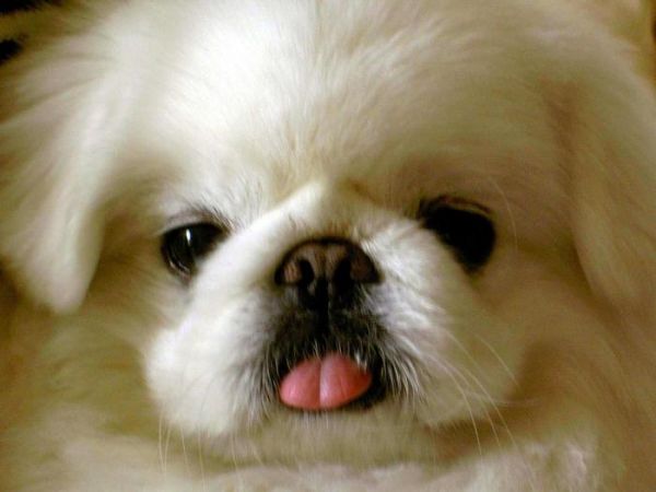 狗狗寿命的排名，前十名中国的品种有五个，中华田园犬荣登前三！
