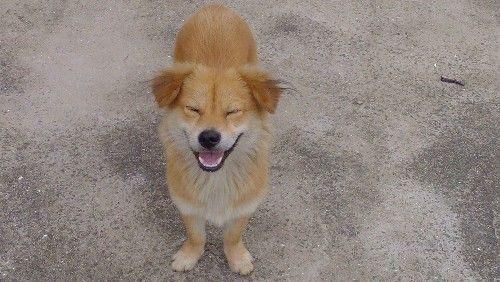 狗狗寿命的排名，前十名中国的品种有五个，中华田园犬荣登前三！