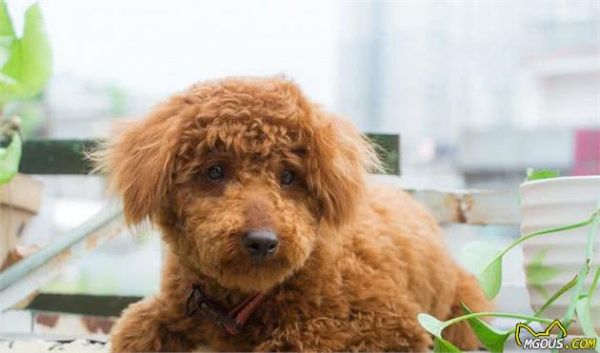 你家狗狗能陪你多久？狗狗寿命排名：5大“长寿”狗狗