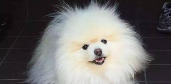 以博美犬类的寿命排名（了解宠物寿命排行）