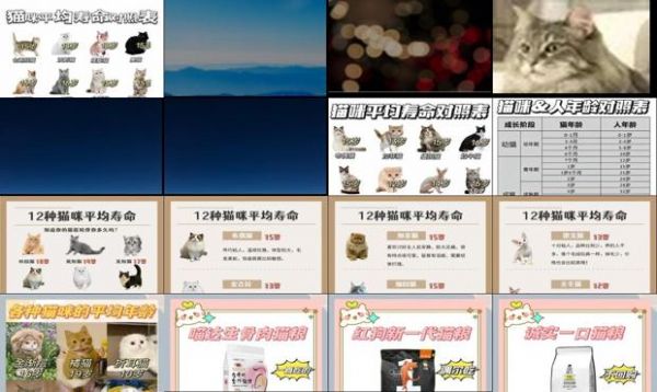 宠物猫寿命排行榜