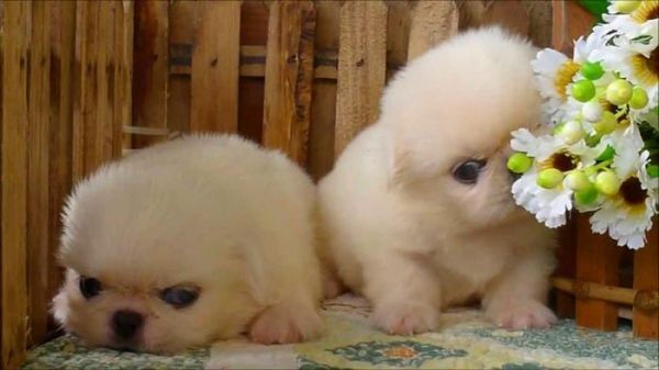 寿命最长的十种狗狗，田园犬排名第一，被称为中国“神犬”